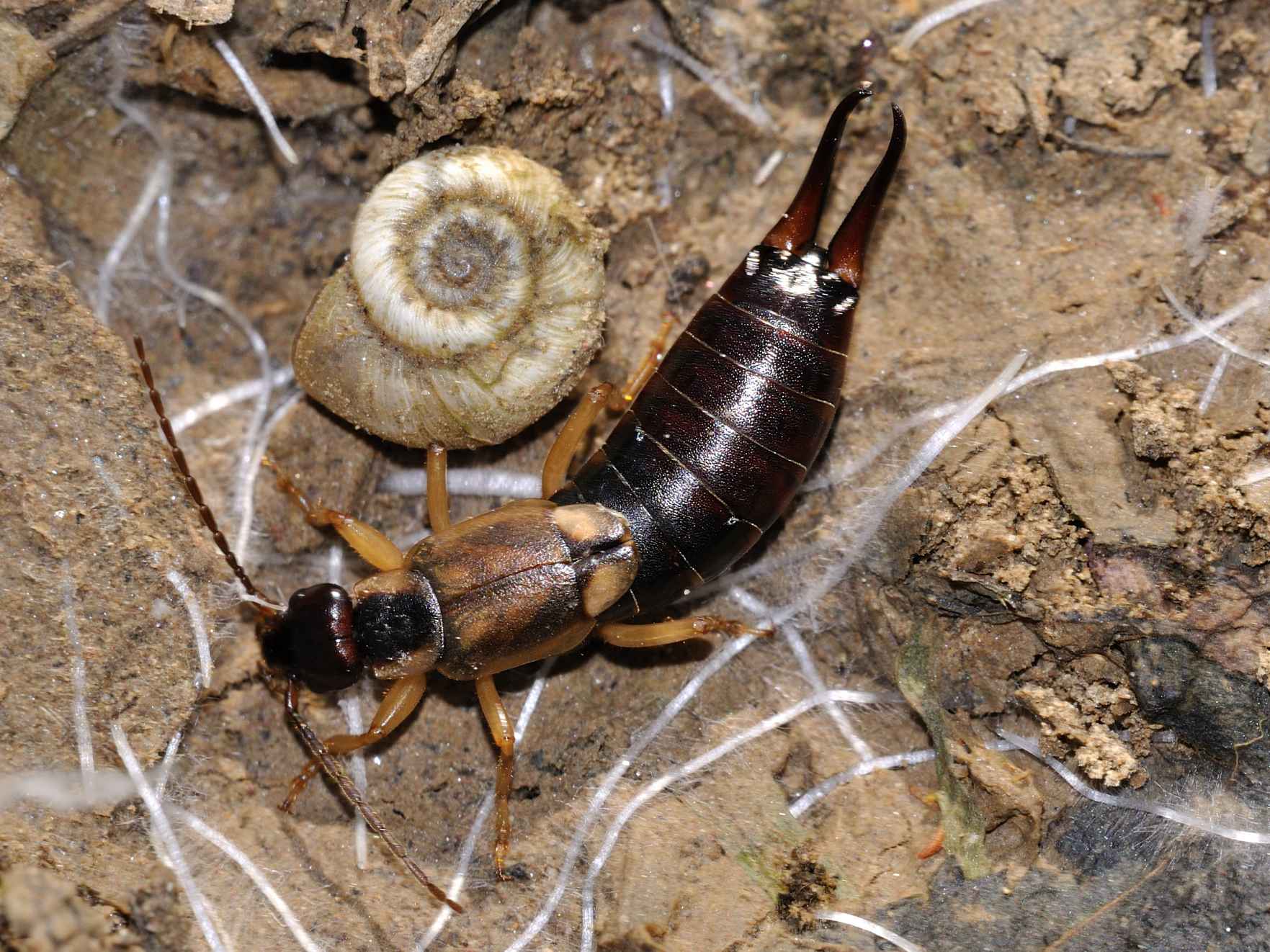 Forficula auricularia, maschio forma macrolabia e femmina